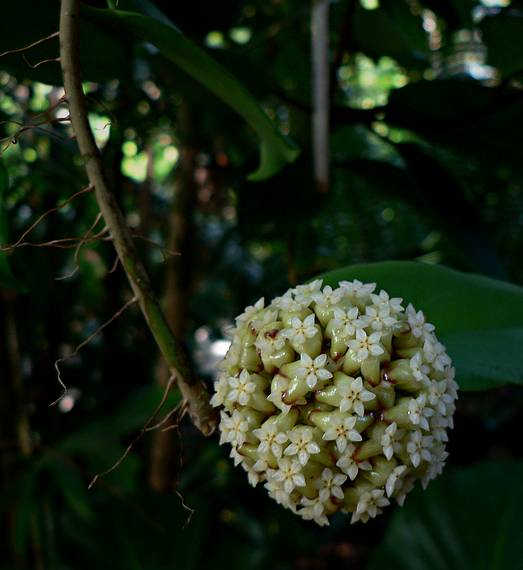 May 28, 2006 - Sarasota, Florida.<br />At the Marie Selby Botanical Gardens.