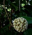 May 28, 2006 - Sarasota, Florida.<br />At the Marie Selby Botanical Gardens.
