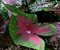 May 28, 2006 - Sarasota, Florida.<br />At the Marie Selby Botanical Gardens.<br />A jewel that Memere Marie pointed out.