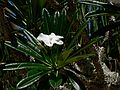 May 28, 2006 - Sarasota, Florida.<br />At the Marie Selby Botanical Gardens.