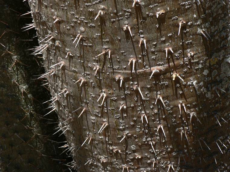 May 28, 2006 - Sarasota, Florida.<br />At the Marie Selby Botanical Gardens.