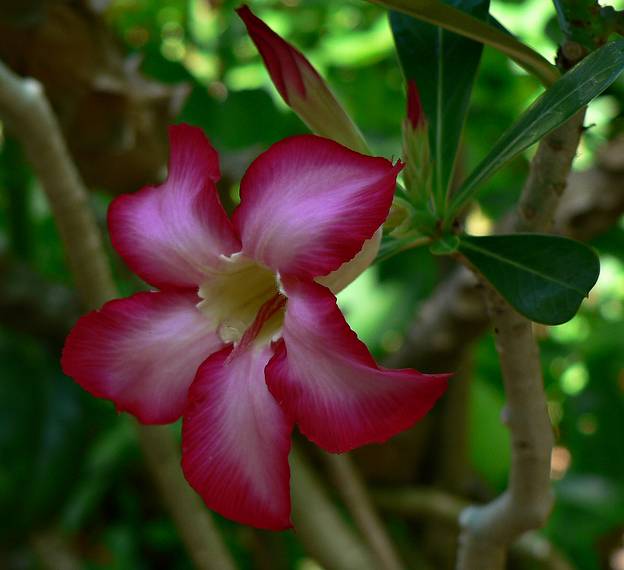 May 28, 2006 - Sarasota, Florida.<br />At the Marie Selby Botanical Gardens.