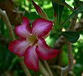 May 28, 2006 - Sarasota, Florida.<br />At the Marie Selby Botanical Gardens.