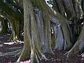 May 28, 2006 - Sarasota, Florida.<br />At the Marie Selby Botanical Gardens.<br />Banyan tree.