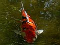 May 28, 2006 - Sarasota, Florida.<br />At the Marie Selby Botanical Gardens.<br />Koi in a pool.