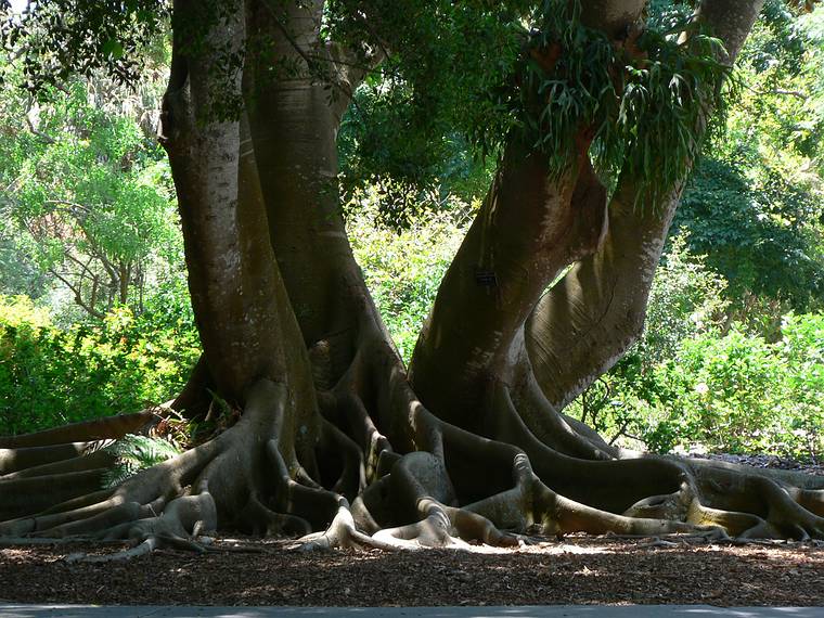 May 28, 2006 - Sarasota, Florida.<br />At the Marie Selby Botanical Gardens.