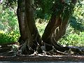 May 28, 2006 - Sarasota, Florida.<br />At the Marie Selby Botanical Gardens.
