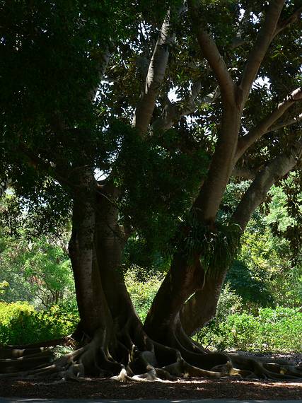 May 28, 2006 - Sarasota, Florida.<br />At the Marie Selby Botanical Gardens.