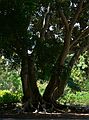 May 28, 2006 - Sarasota, Florida.<br />At the Marie Selby Botanical Gardens.