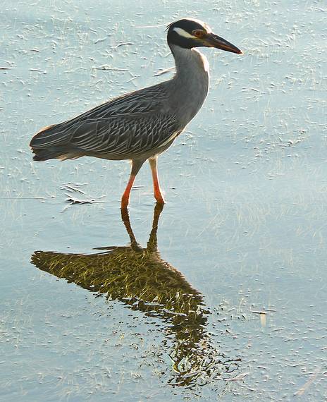 May 28, 2006 - Sarasota, Florida.<br />Yellow Crowned Heron.