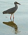 May 28, 2006 - Sarasota, Florida.<br />Yellow Crowned Heron.
