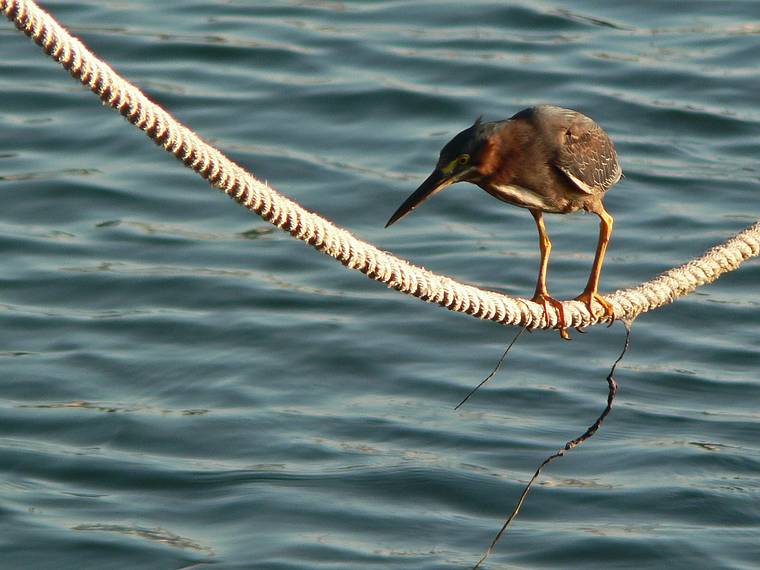 May 28, 2006 - Sarasota, Florida.<br />Green Heron.