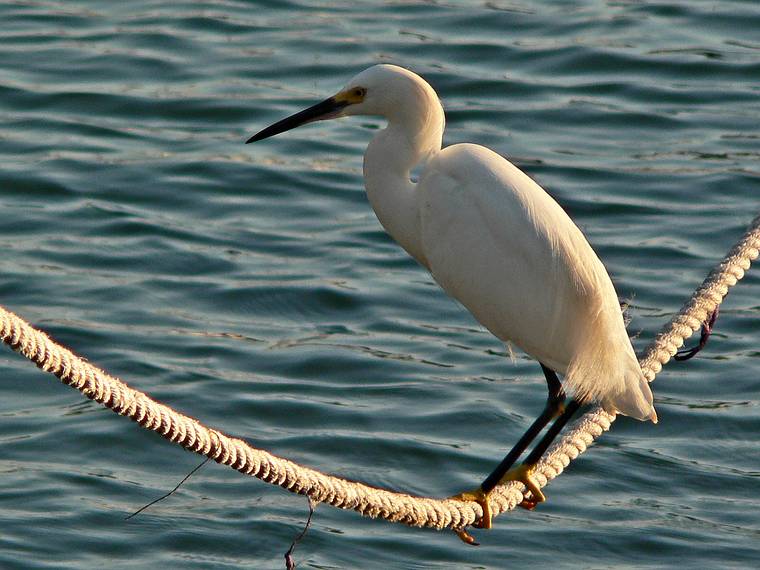 May 28, 2006 - Sarasota, Florida.<br />Snowy Egret.