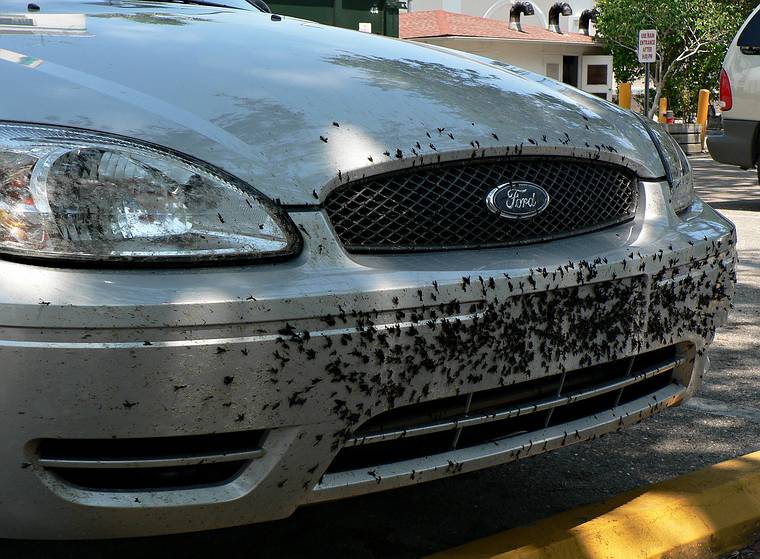 May 29, 2006 - Fort Myers, Florida.<br />Dead love bugs collected on drive from Sarasota on Interstate 75.