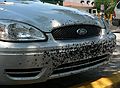 May 29, 2006 - Fort Myers, Florida.<br />Dead love bugs collected on drive from Sarasota on Interstate 75.