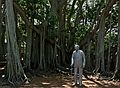 May 29, 2006 - Fort Myers, Florida.<br />Edison and Ford Winter Estates.<br />Thomas Alva Edison at the largest banyan tree in the country.