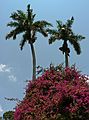 May 29, 2006 - Fort Myers, Florida.<br />Edison and Ford Winter Estates.<br />Bougainvillea and palms.