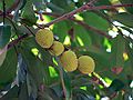 May 29, 2006 - Fort Myers, Florida.<br />Edison and Ford Winter Estates.<br />Litchi nuts.