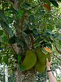 May 29, 2006 - Fort Myers, Florida.<br />Edison and Ford Winter Estates.<br />Thanks to Eric, who identified this as a jackfruit.