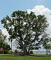 May 29, 2006 - Fort Myers, Florida.<br />Edison and Ford Winter Estates.<br />Mysore Fig.