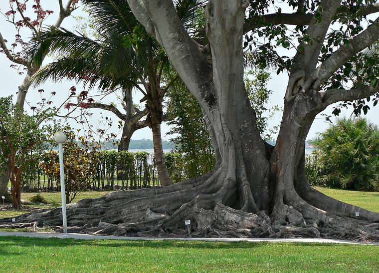 May 29, 2006 - Fort Myers, Florida.<br />Edison and Ford Winter Estates.<br />Mysore Fig.