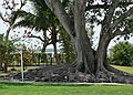 May 29, 2006 - Fort Myers, Florida.<br />Edison and Ford Winter Estates.<br />Mysore Fig.