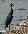 May 29, 2006 - Fort Myers, Florida.<br />Edison and Ford Winter Estates.<br />Little Blue Heron.