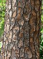 May 29, 2006 - Fort Myers, Florida.<br />Edison and Ford Winter Estates.<br />Slash Pine.