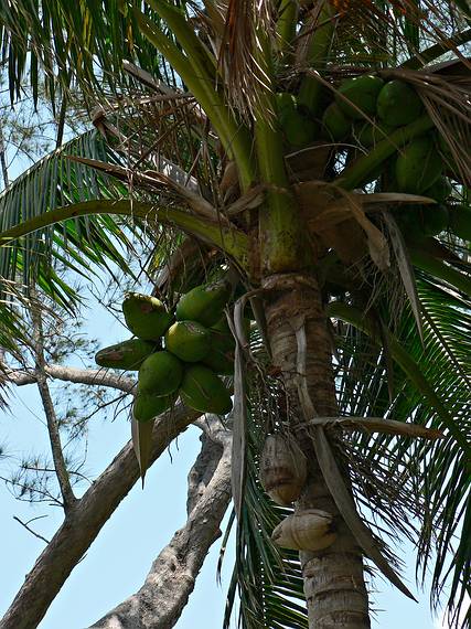 May 29, 2006 - Fort Myers, Florida.<br />Edison and Ford Winter Estates.<br />Coconuts.