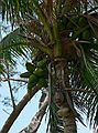 May 29, 2006 - Fort Myers, Florida.<br />Edison and Ford Winter Estates.<br />Coconuts.