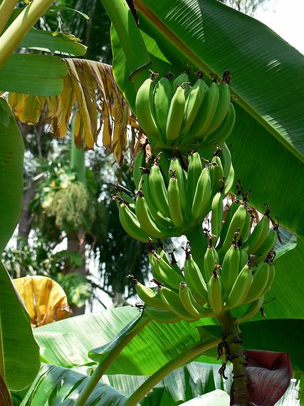 May 29, 2006 - Fort Myers, Florida.<br />Edison and Ford Winter Estates.<br />Bananas.