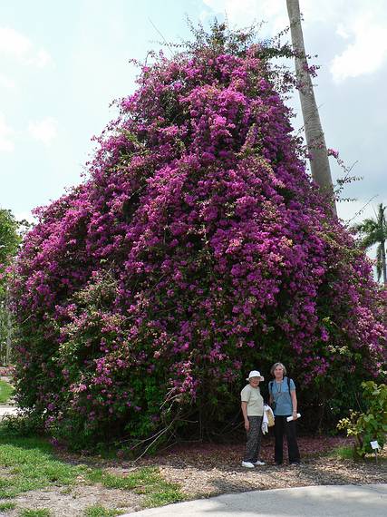 May 29, 2006 - Fort Myers, Florida.<br />Edison and Ford Winter Estates.<br />Marie and Joyce at the giant bougainvillea.