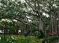 May 29, 2006 - Fort Myers, Florida.<br />Edison and Ford Winter Estates.