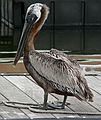 May 29, 2006 - Fort Myers Beach, Florida.<br />Edison and Ford Winter Estates.<br />Pelican on dock outside the Parrot Key Caribbean Grill