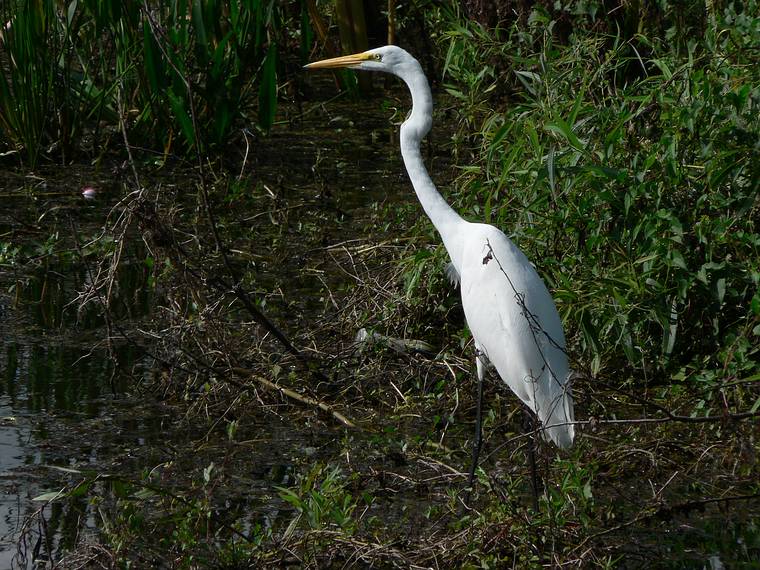 May 28, 2006 - Winter Haven, Florida.<br />South Lake Howard Nature Park.<br />Great Egret.