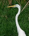 May 28, 2006 - Winter Haven, Florida.<br />South Lake Howard Nature Park.<br />Great Egret.