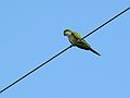 May 28, 2006 - Winter Haven, Florida.<br />South Lake Howard Nature Park.<br />A parrot.