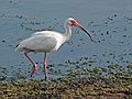 May 28, 2006 - Winter Haven, Florida.<br />South Lake Howard Nature Park.<br />White Ibis.