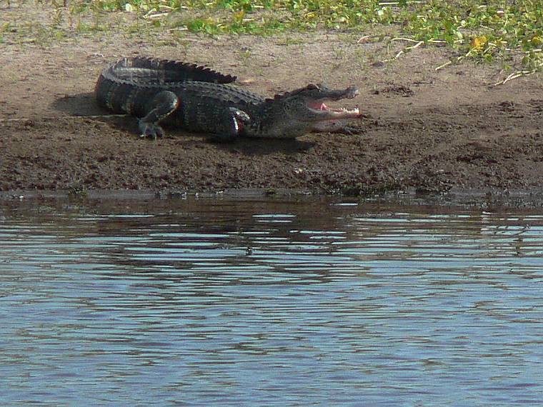 May 28, 2006 - Winter Haven, Florida.<br />South Lake Howard Nature Park.<br />Alligator.