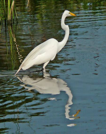 May 28, 2006 - Winter Haven, Florida.<br />South Lake Howard Nature Park.<br />Great Egret.