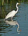 May 28, 2006 - Winter Haven, Florida.<br />South Lake Howard Nature Park.<br />Great Egret.