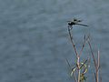 May 28, 2006 - Winter Haven, Florida.<br />South Lake Howard Nature Park.<br />A dragonfly.