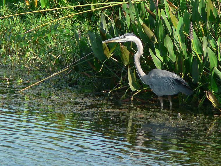 May 28, 2006 - Winter Haven, Florida.<br />South Lake Howard Nature Park.<br />Great Blue Heron.