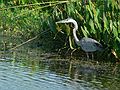 May 28, 2006 - Winter Haven, Florida.<br />South Lake Howard Nature Park.<br />Great Blue Heron.
