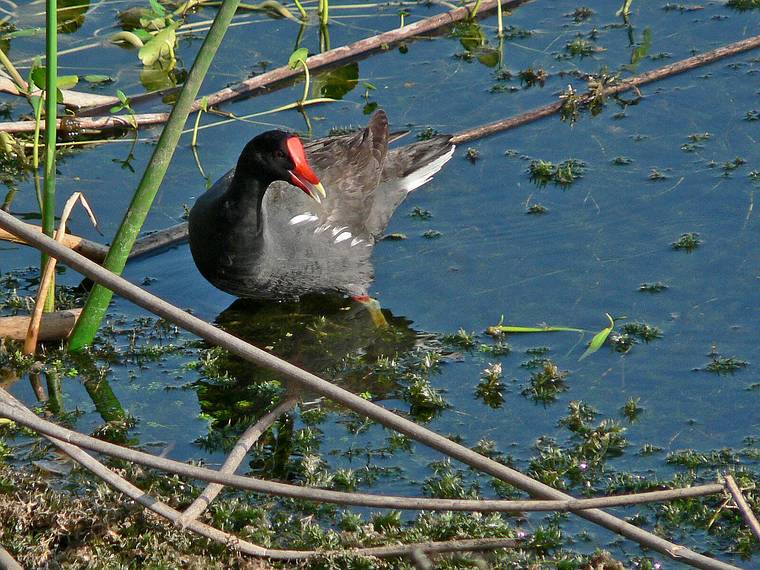 May 28, 2006 - Winter Haven, Florida.<br />South Lake Howard Nature Park.<br />Common Gallinule.