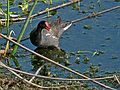 May 28, 2006 - Winter Haven, Florida.<br />South Lake Howard Nature Park.<br />Common Gallinule.