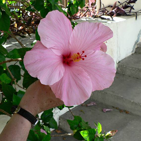 May 31, 2006 - Florida Southern College, Lakeland, Florida.<br />Hibiscus.