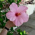 May 31, 2006 - Florida Southern College, Lakeland, Florida.<br />Hibiscus.