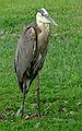 May 31, 2006 - Florida Southern College, Lakeland, Florida.<br />Great Blue Heron.