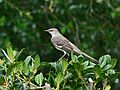 May 31, 2006 - Florida Southern College, Lakeland, Florida.<br />Mockingbird.